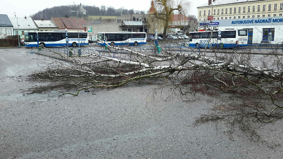 Strom Moravská Třebová