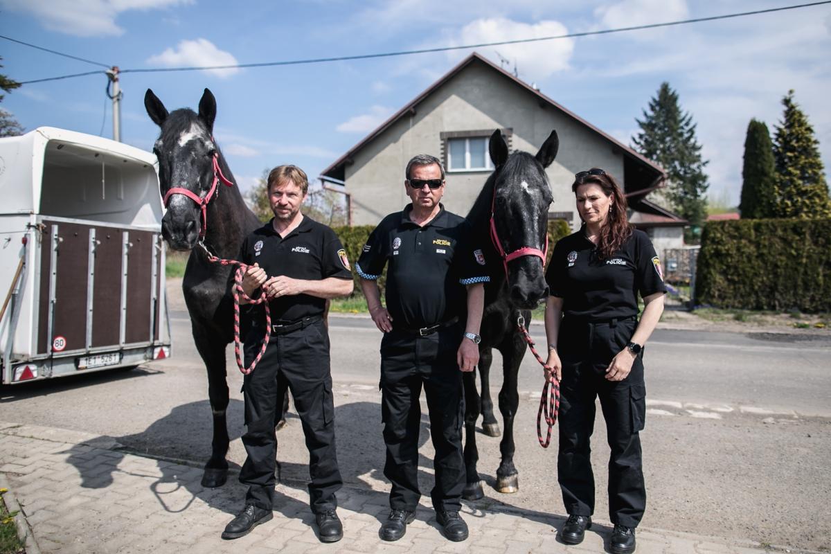 Městská policie Pardubice se rozloučila s Edou a Otou. Služební koně odjeli na důchod