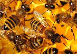 včely Čivice2