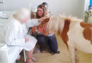 V Chrudimské nemocnici pomáhají s „léčbou" koně i psi