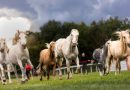 Více než dvě stovky koní a bohatý program pro celé rodiny nabízí výstava Koně v akci