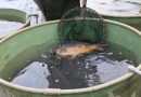 O sladkovodní ryby z Pardubického kraje je zájem nejenom v Čechách, ale i Německu a Polsku
